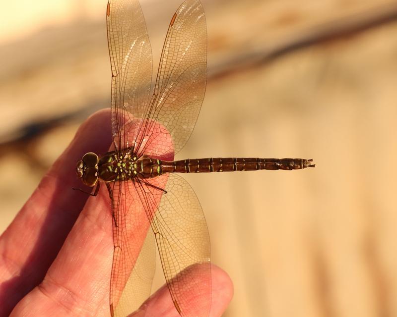 Photo of Shadow Darner