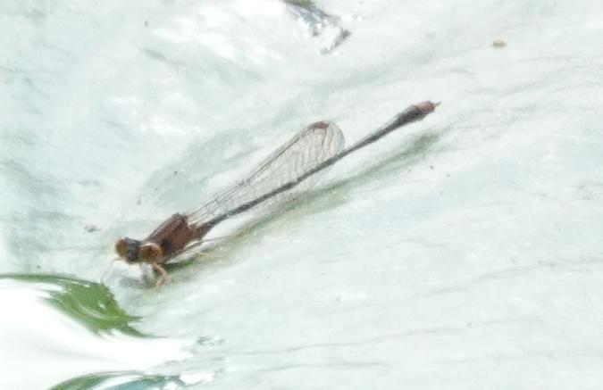 Photo of Orange Bluet