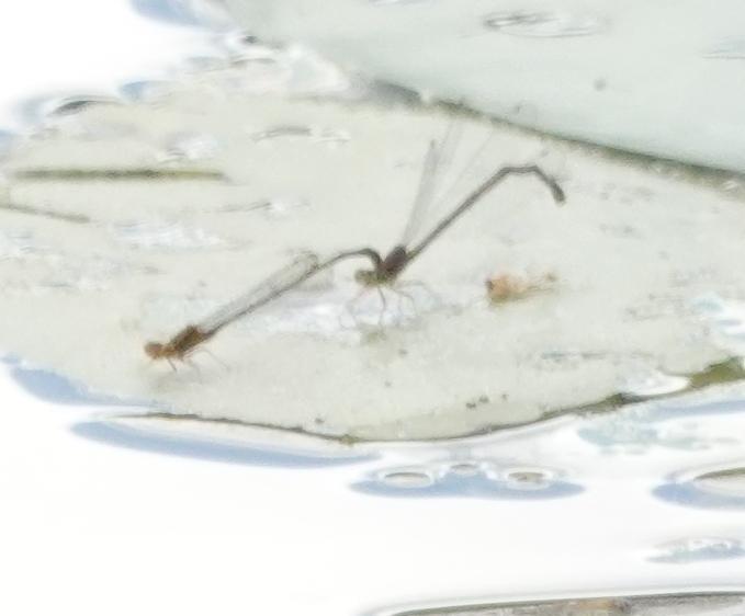 Photo of Orange Bluet