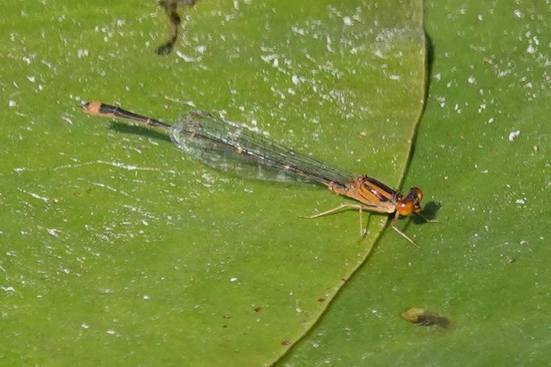 Photo of Orange Bluet