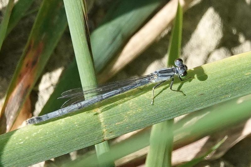 Photo of Eastern Forktail