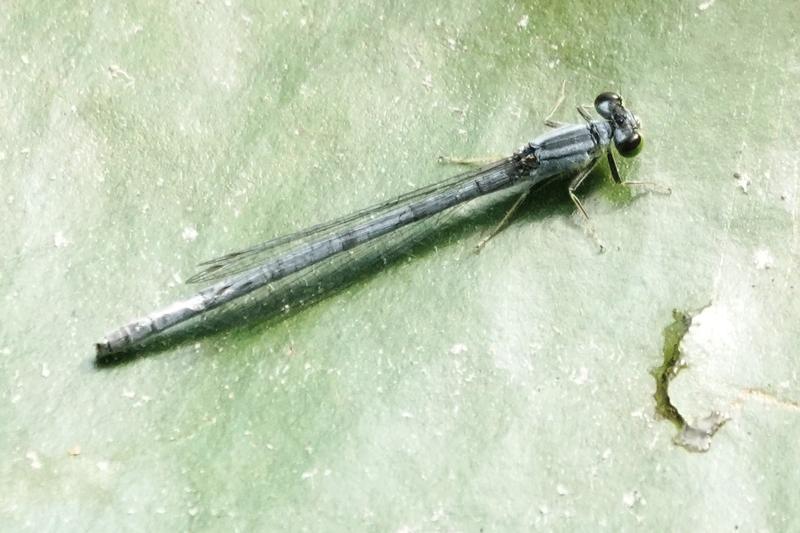 Photo of Eastern Forktail
