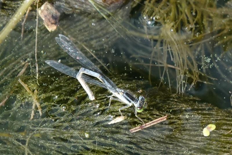 Photo of Eastern Forktail