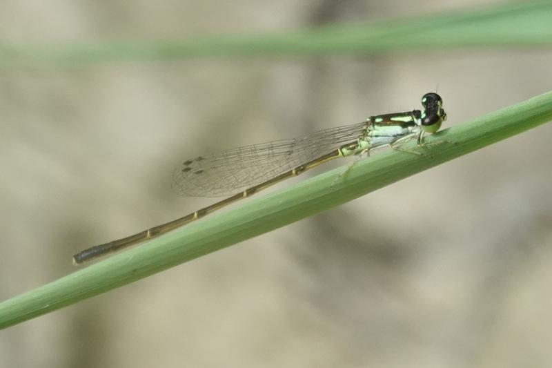 Photo of Fragile Forktail