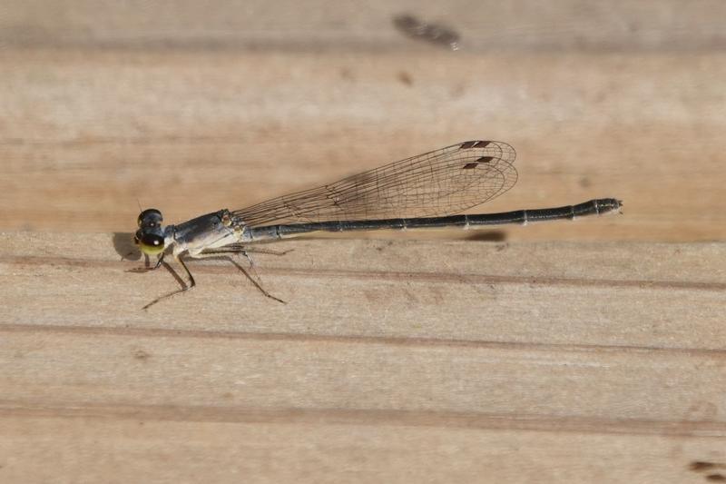 Photo of Fragile Forktail