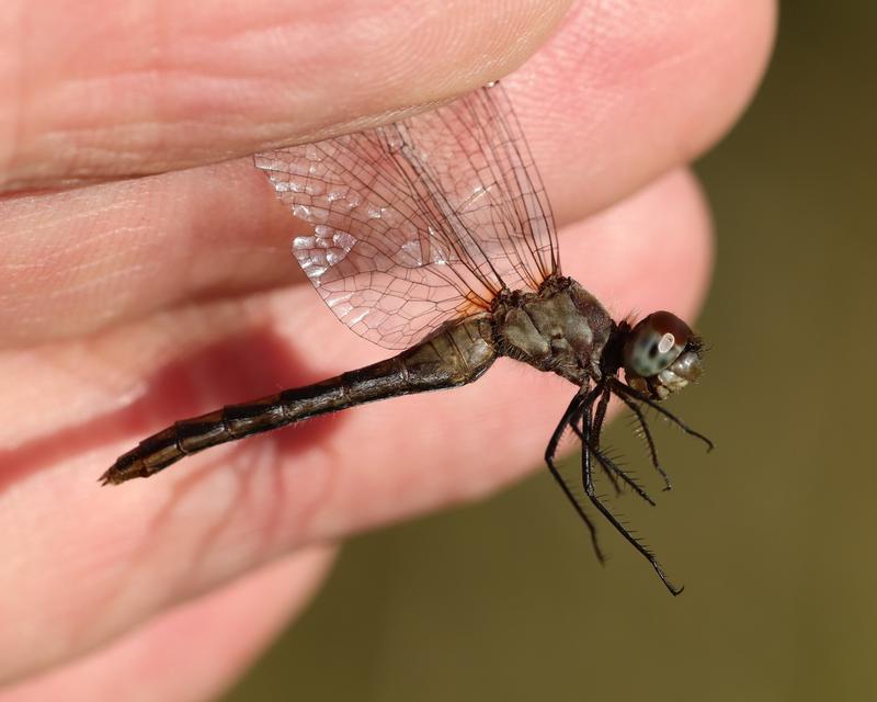 Photo of White-faced Meadowhawk