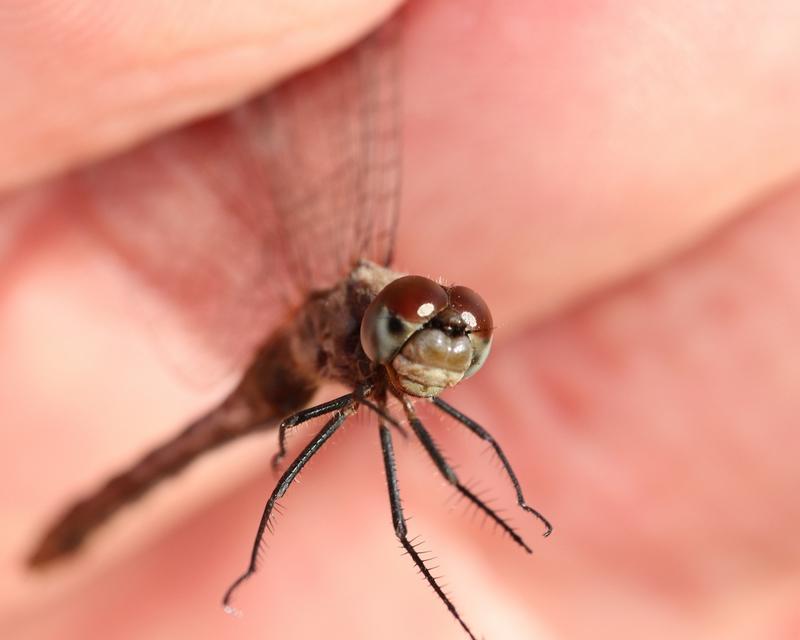 Photo of White-faced Meadowhawk