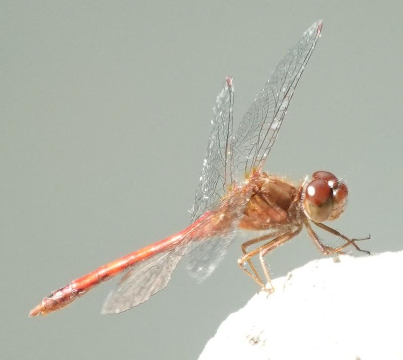 Photo of Autumn Meadowhawk