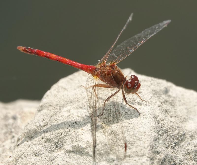 Photo of Autumn Meadowhawk