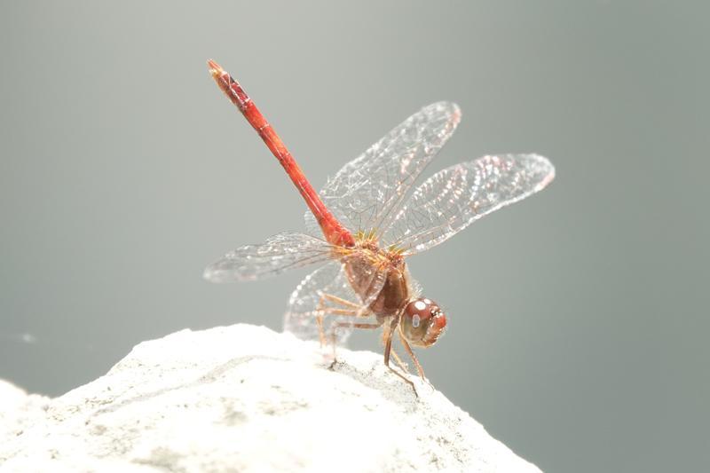 Photo of Autumn Meadowhawk