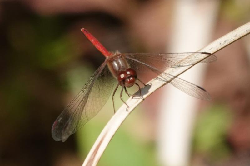 Photo of Autumn Meadowhawk