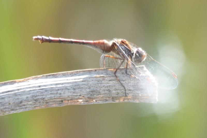Photo of Autumn Meadowhawk
