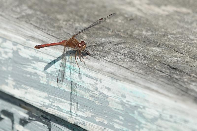 Photo of Autumn Meadowhawk