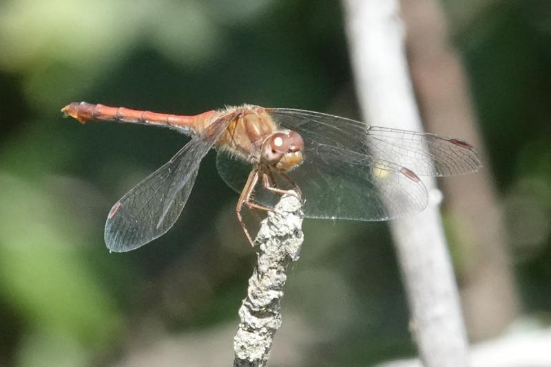 Photo of Autumn Meadowhawk