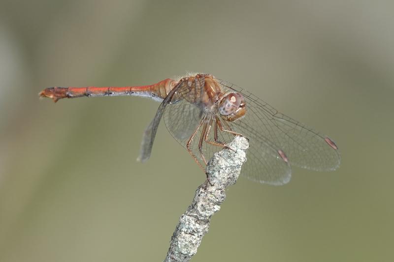Photo of Autumn Meadowhawk