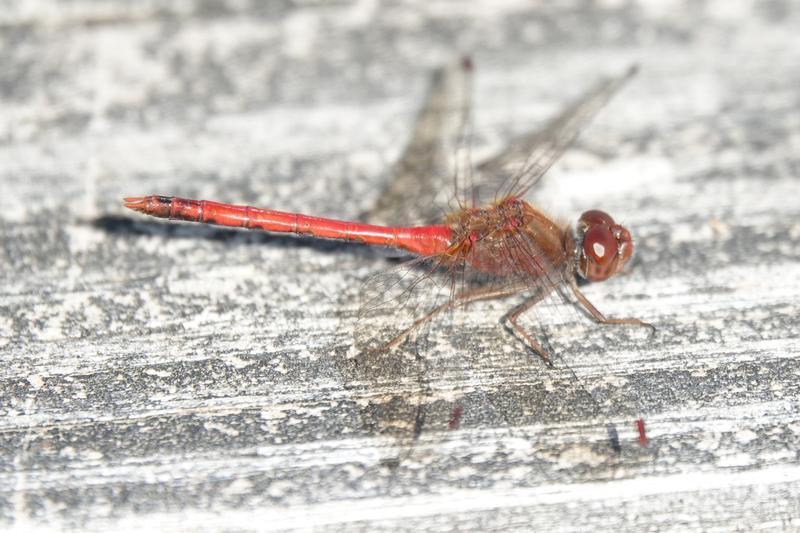 Photo of Autumn Meadowhawk