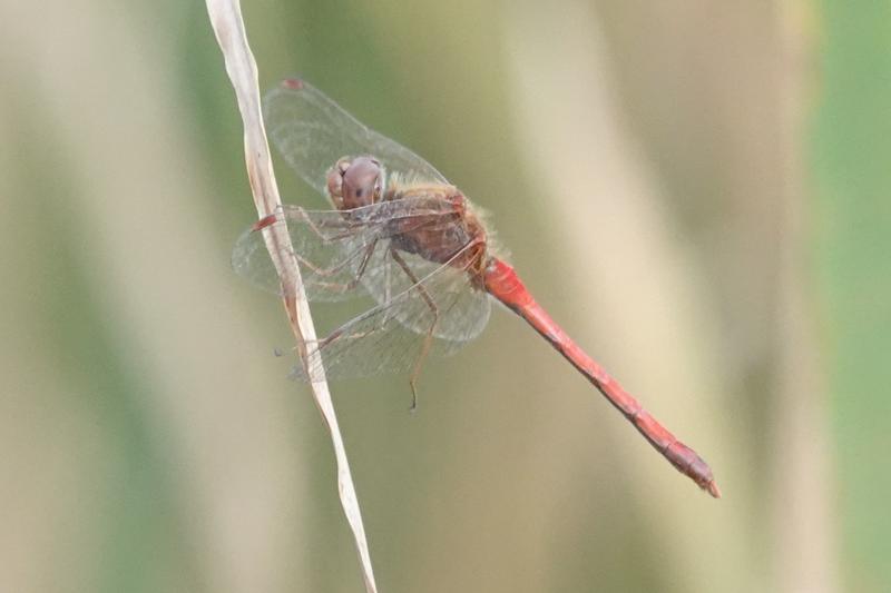 Photo of Autumn Meadowhawk