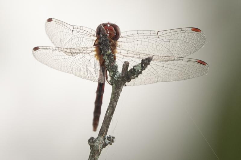 Photo of Autumn Meadowhawk