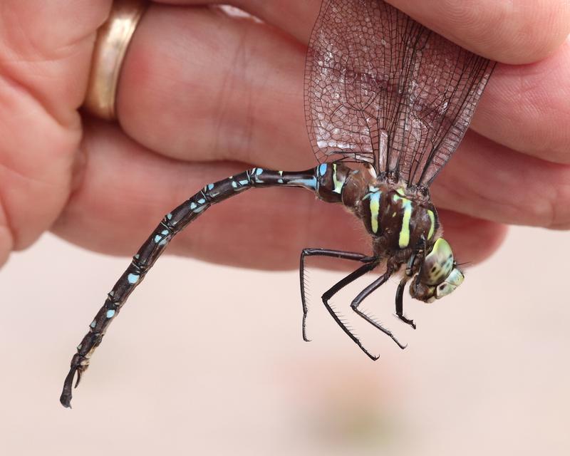 Photo of Shadow Darner