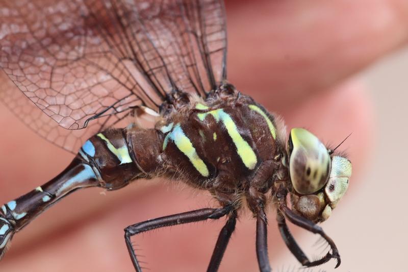 Photo of Shadow Darner