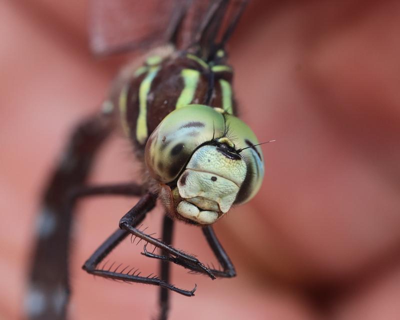 Photo of Shadow Darner