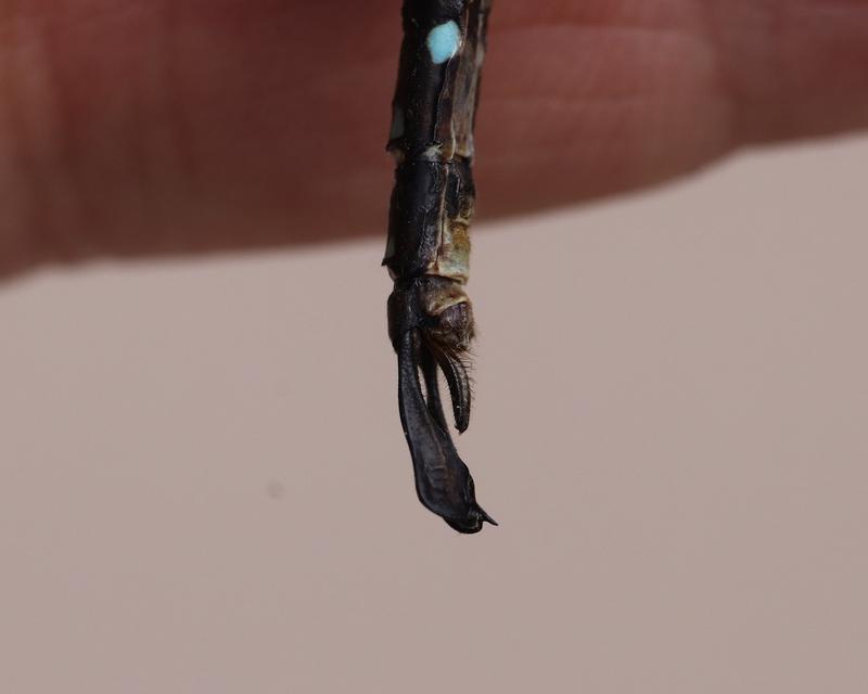 Photo of Shadow Darner