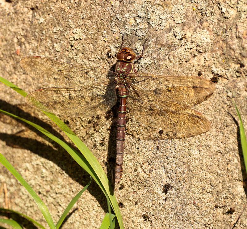 Photo of Shadow Darner