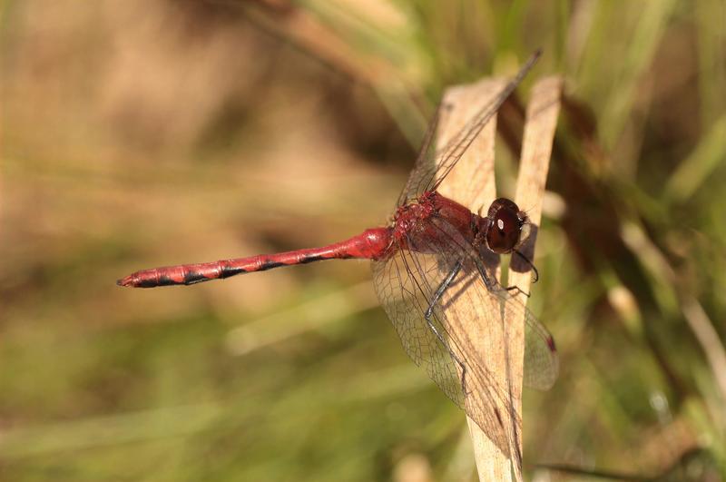 Photo of White-faced Meadowhawk
