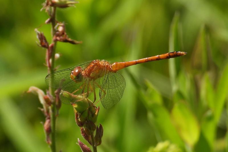 Photo of Autumn Meadowhawk