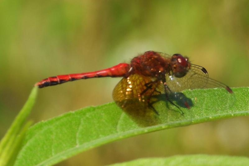 Photo of Band-winged Meadowhawk