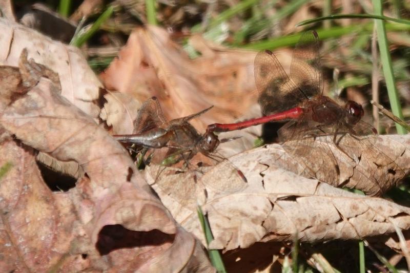 Photo of Autumn Meadowhawk