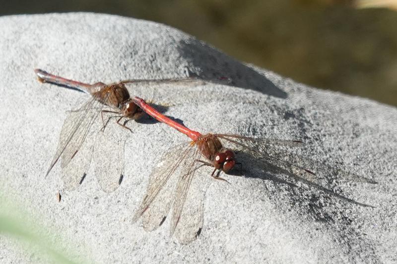 Photo of Autumn Meadowhawk