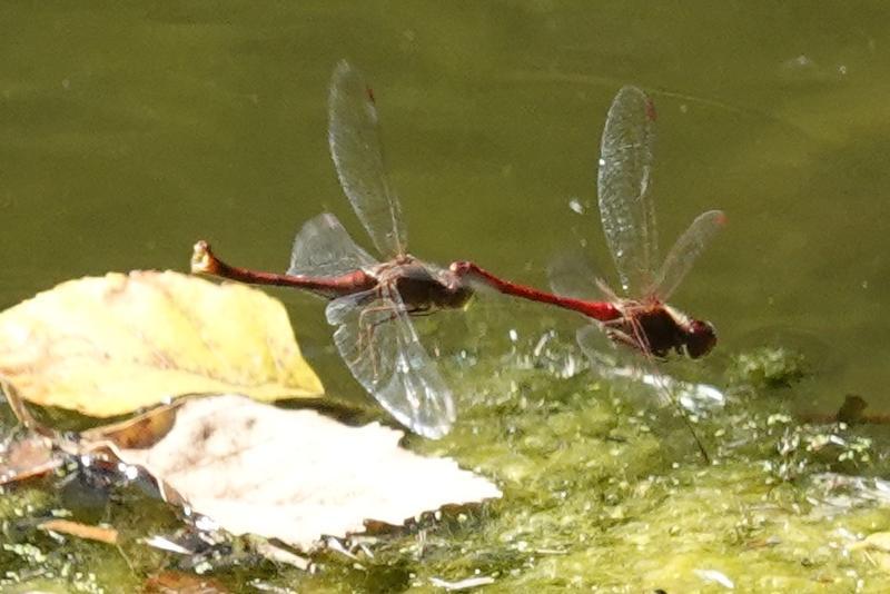 Photo of Autumn Meadowhawk