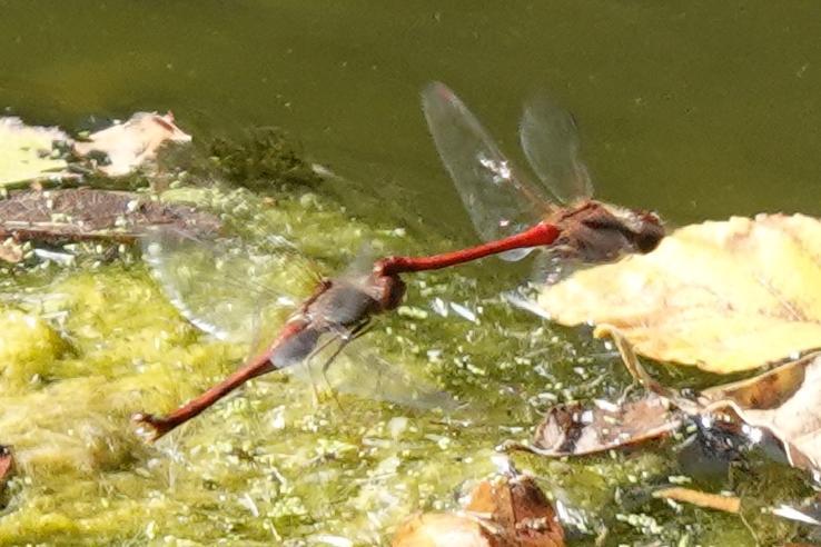 Photo of Autumn Meadowhawk