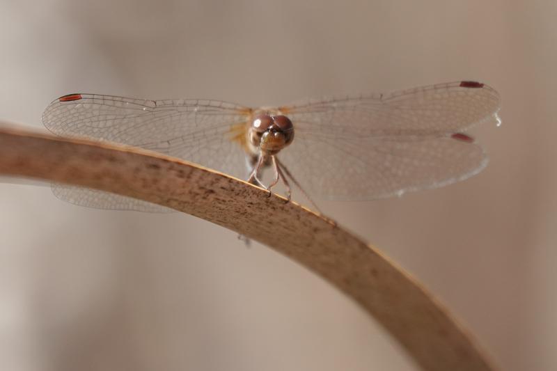 Photo of Autumn Meadowhawk