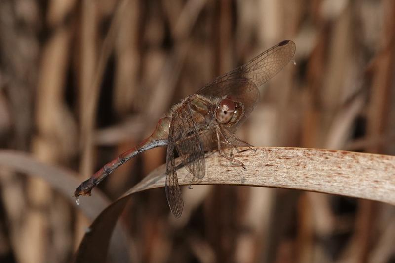 Photo of Autumn Meadowhawk