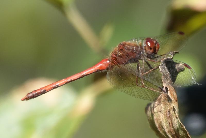 Photo of Autumn Meadowhawk