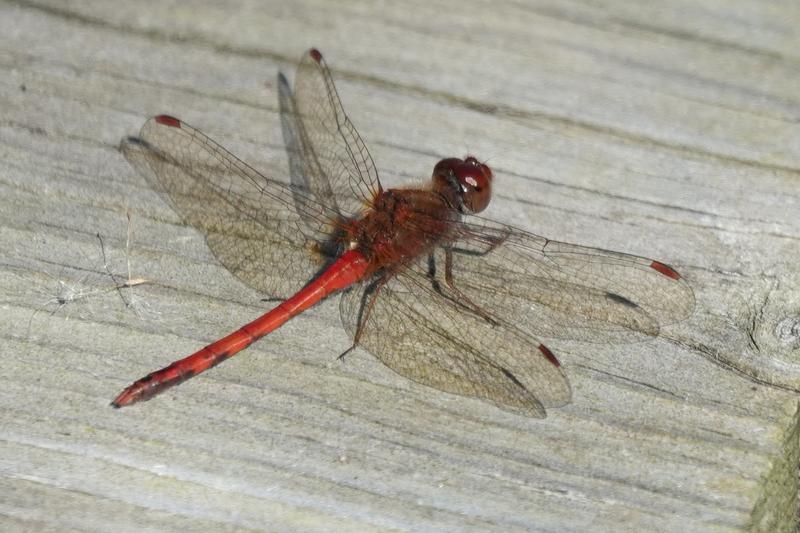 Photo of Autumn Meadowhawk