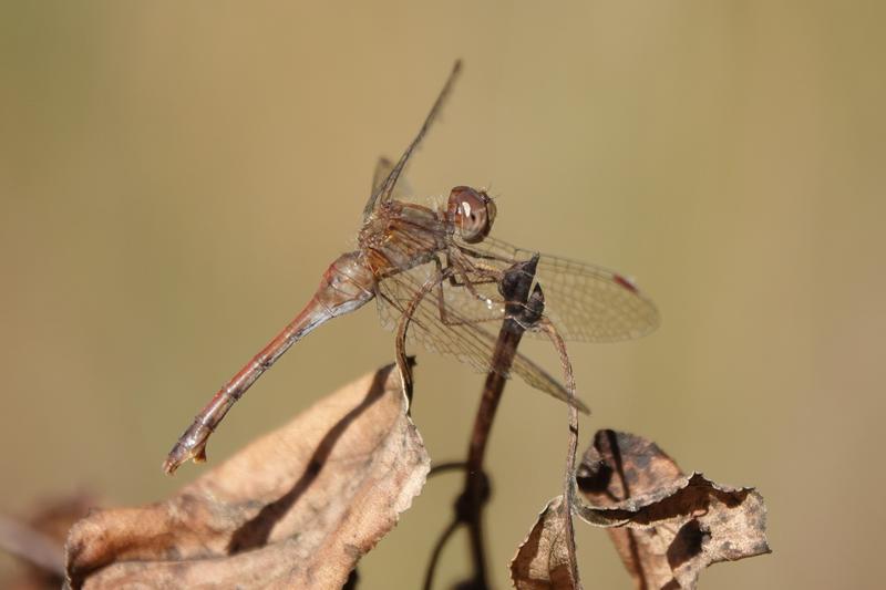 Photo of Autumn Meadowhawk