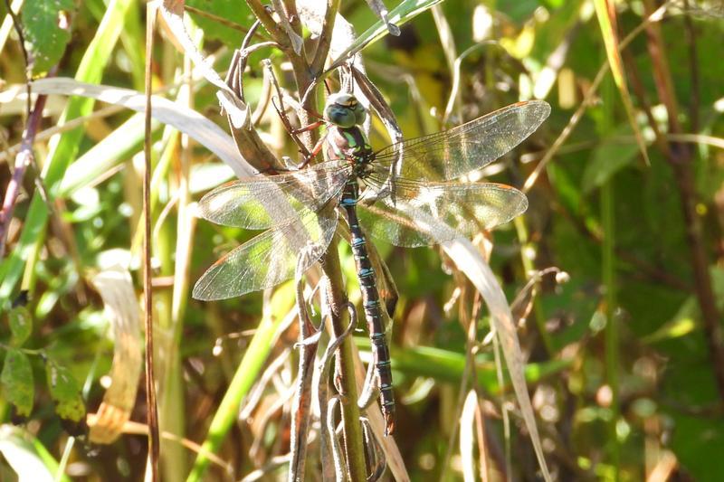 Photo of Shadow Darner