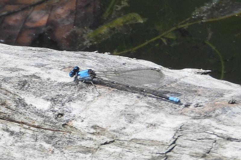 Photo of Blue-fronted Dancer