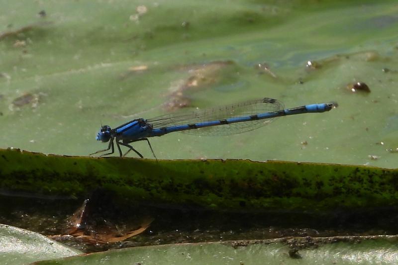 Photo of Familiar Bluet