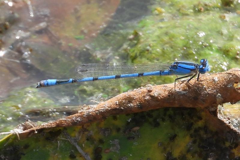 Photo of Familiar Bluet