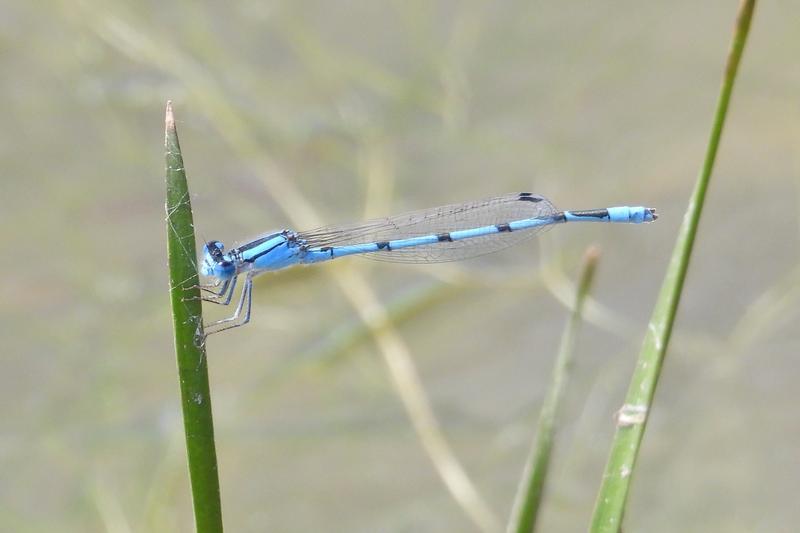 Photo of Familiar Bluet