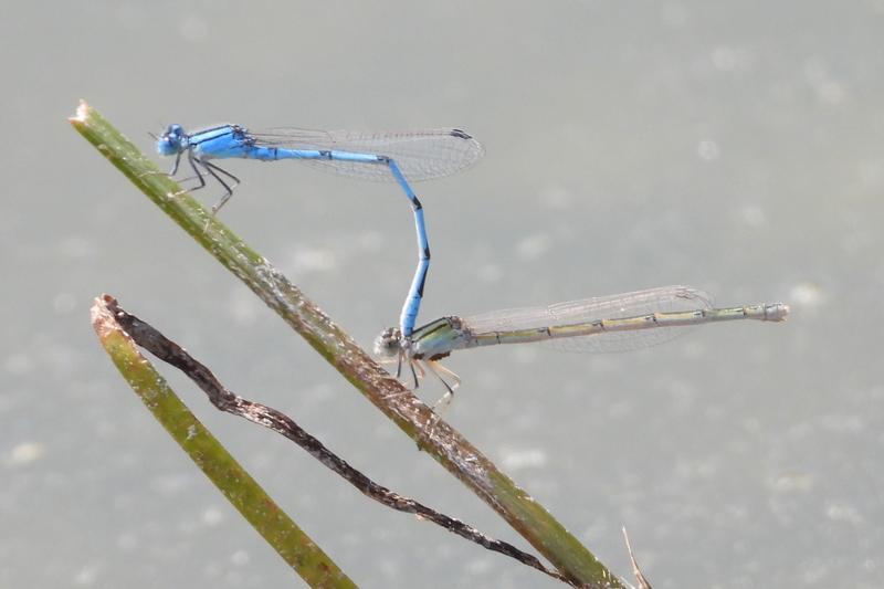 Photo of Familiar Bluet