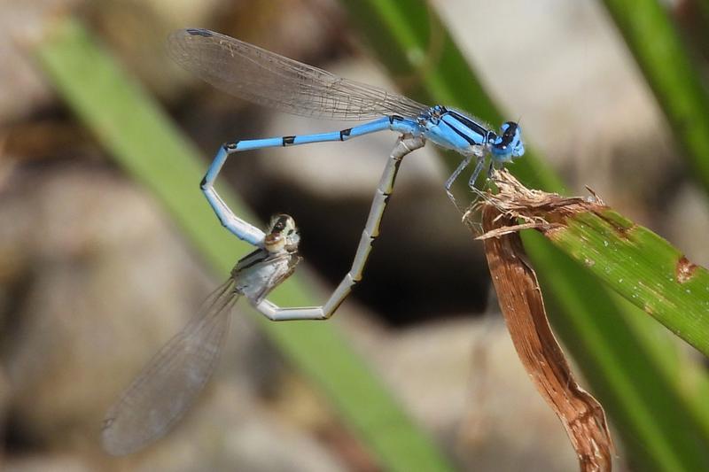 Photo of Familiar Bluet