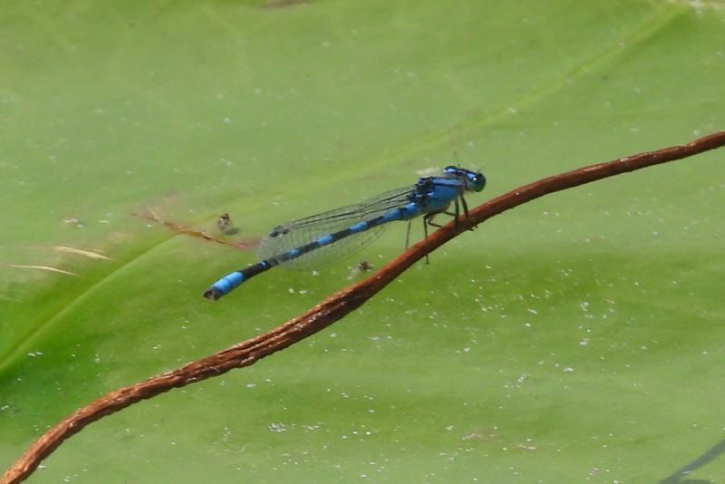 Photo of Tule Bluet