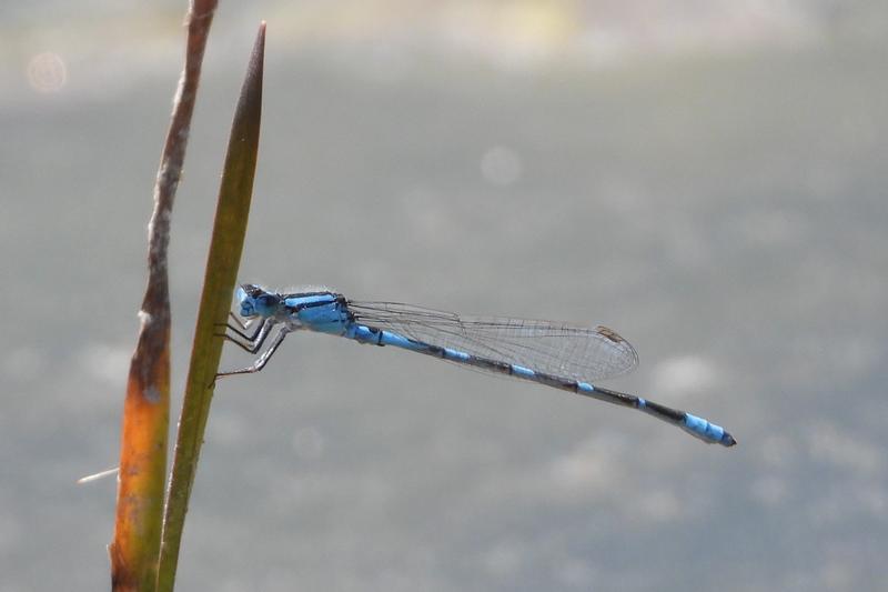 Photo of Tule Bluet