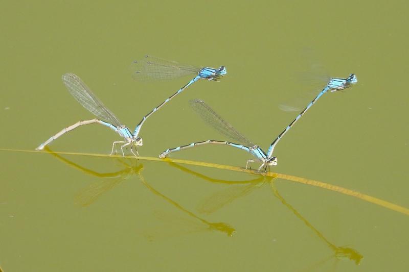 Photo of Tule Bluet