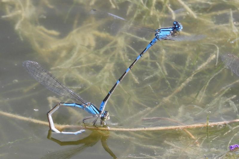 Photo of Tule Bluet